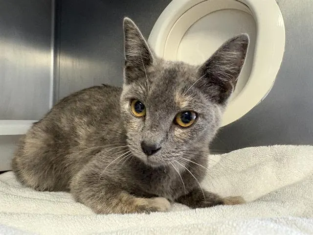 Adoptable Cat