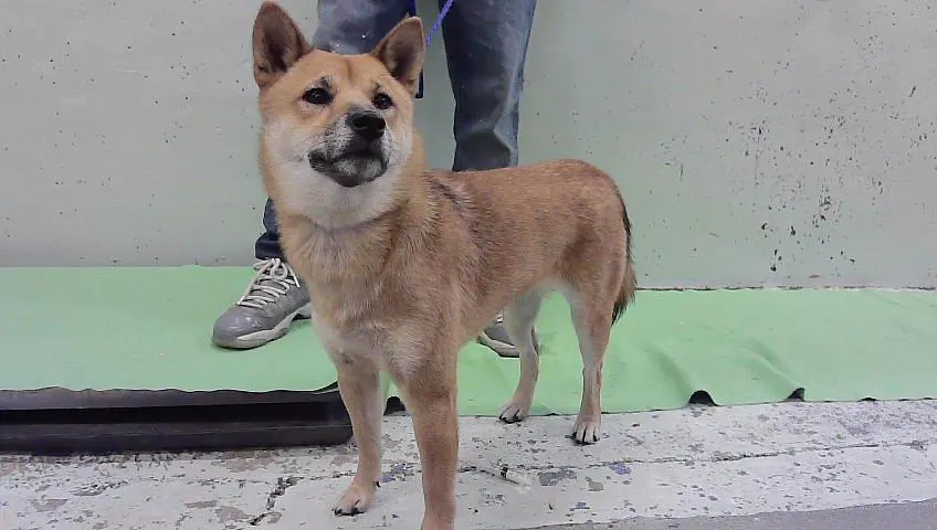 Nova