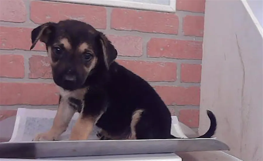 Adoptable Dog