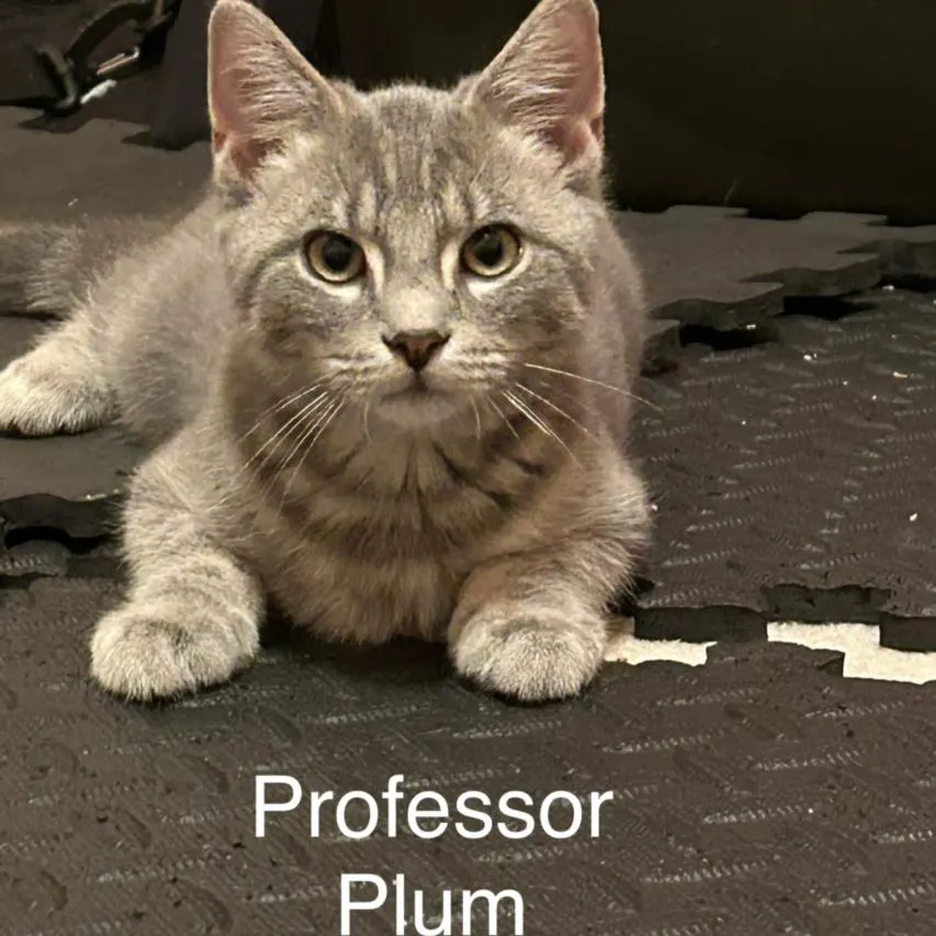 Professor Plum