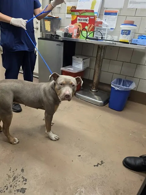 Adoptable Dog