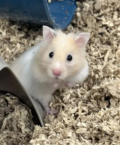 Mochii