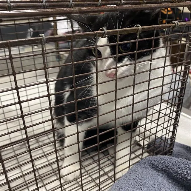 Adoptable Cat