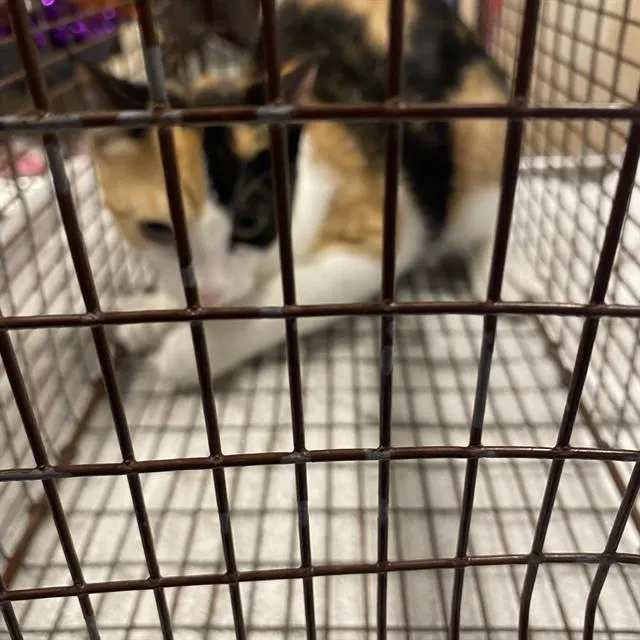 Adoptable Cat