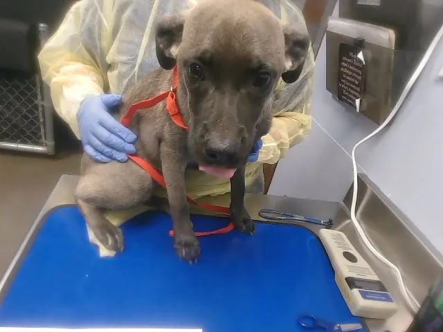 Sheila