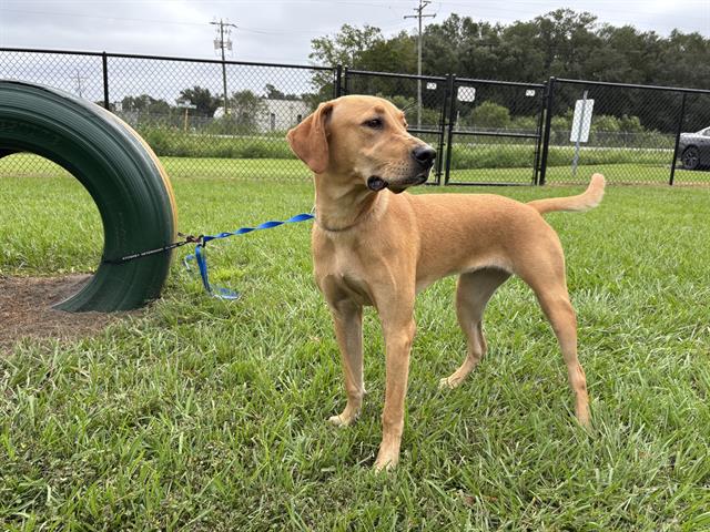 Adoptable Dog