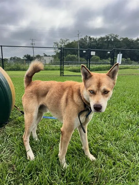 Adoptable Dog