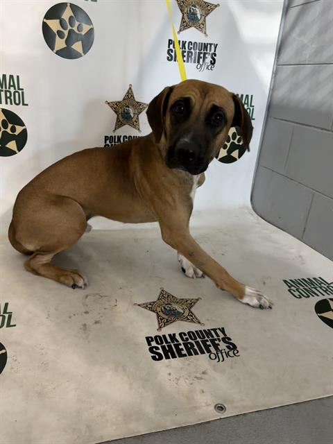 Scooby