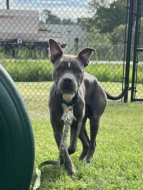 Adoptable Dog