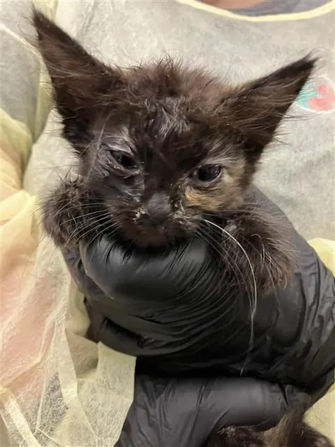 Adoptable Cat