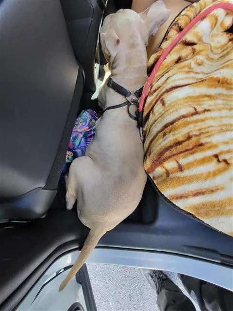 Nala