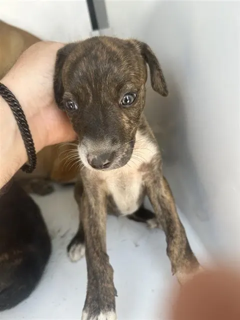 Lulu