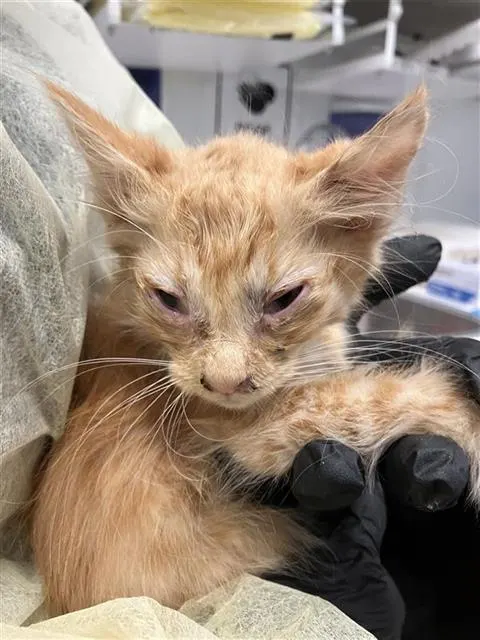 Adoptable Cat
