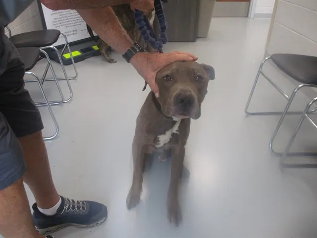 Adoptable Dog