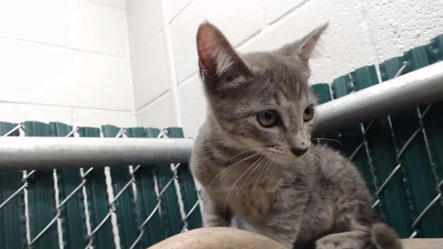 Adoptable Cat