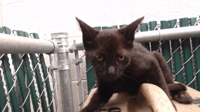 Adoptable Cat