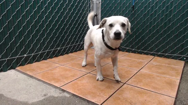 Rex