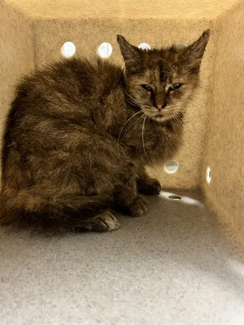 Adoptable Cat