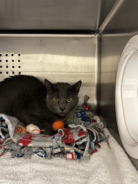 Adoptable Cat