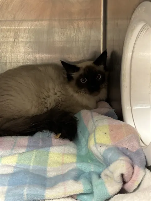 Adoptable Cat