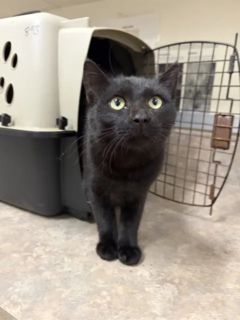Adoptable Cat