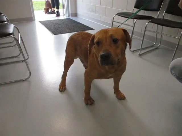 Gustav
