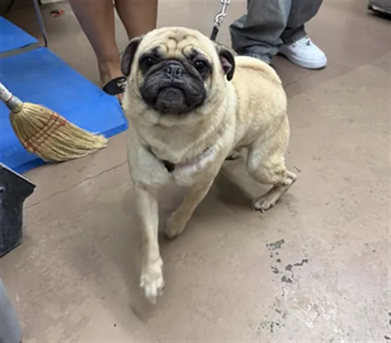 Adoptable Dog