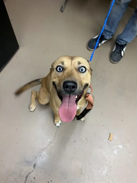 Adoptable Dog