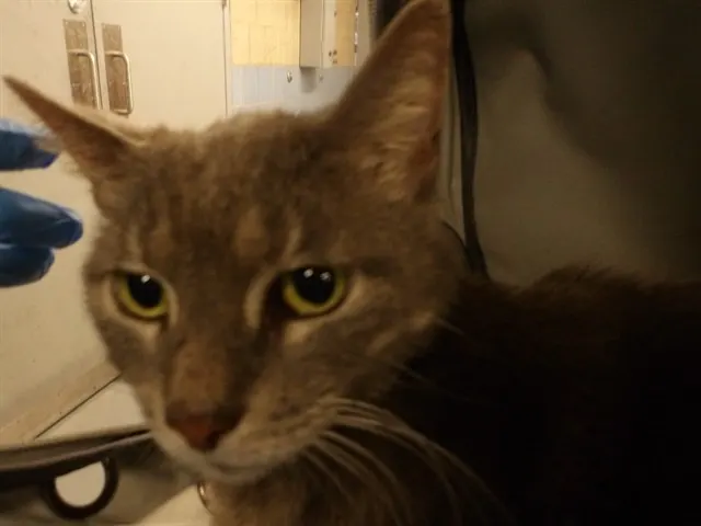 Adoptable Cat