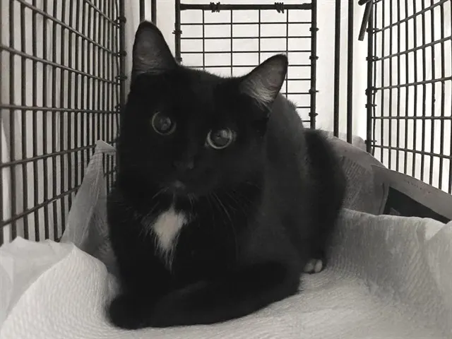 Adoptable Cat