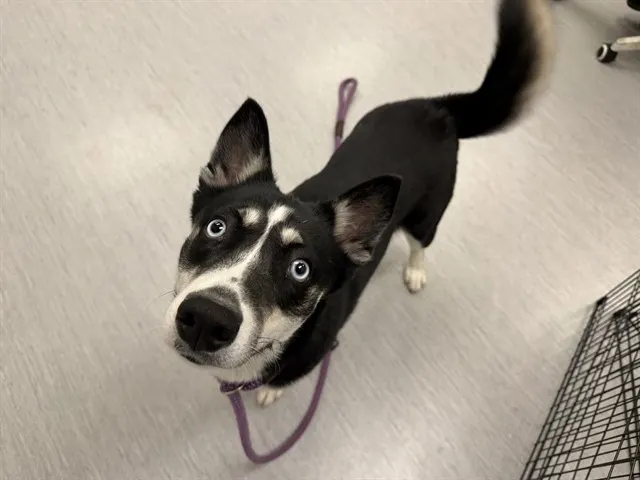 Milo