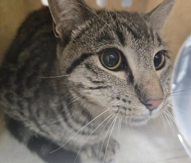 Adoptable Cat