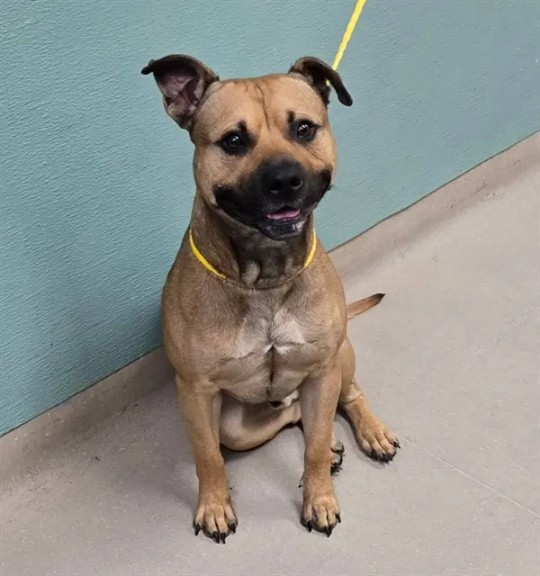Adoptable Dog