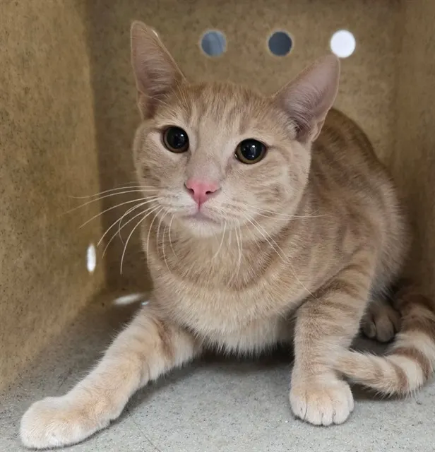Adoptable Cat