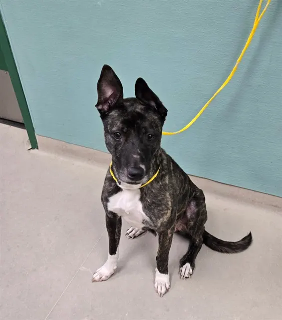 Adoptable Dog