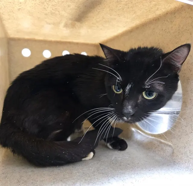 Adoptable Cat