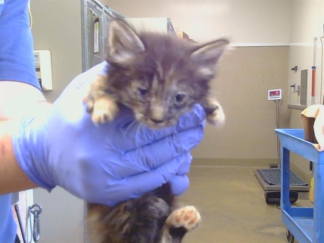 Adoptable Cat