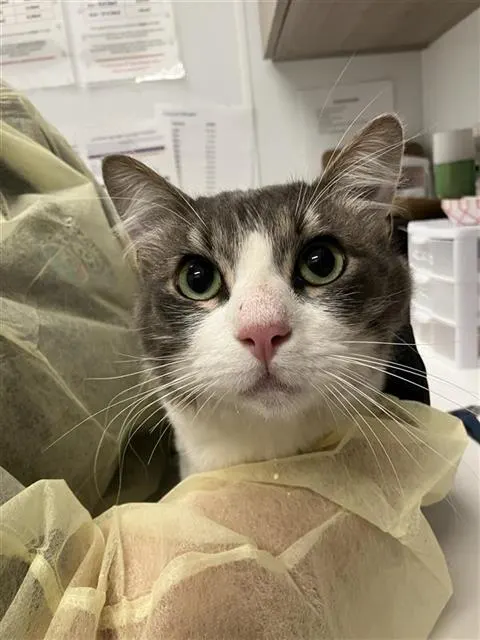 Adoptable Cat