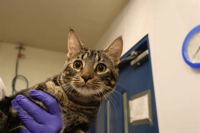 Adoptable Cat
