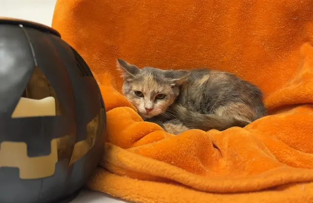 Shelter Staff Named Me *Hex
