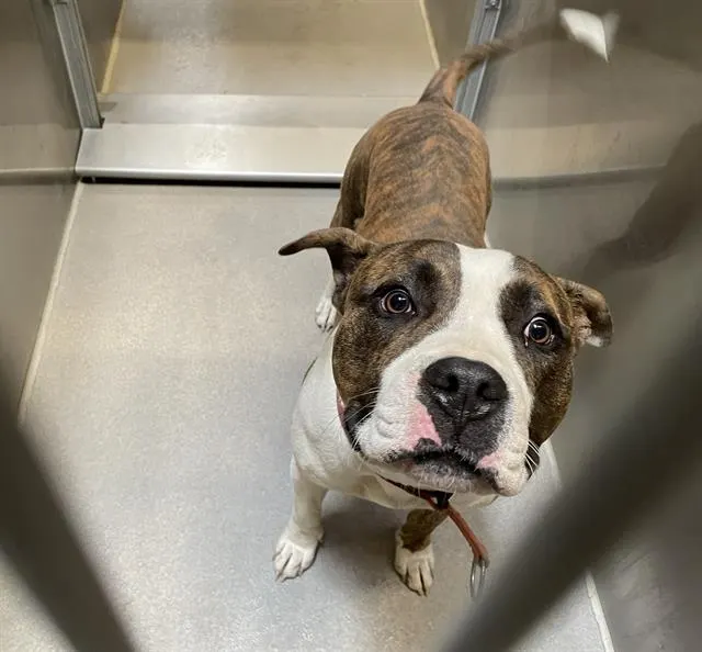 Adoptable Dog