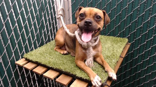 Adoptable Dog