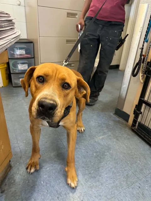 Adoptable Dog