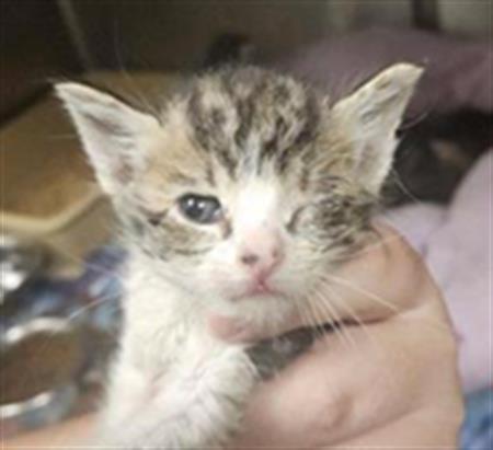 Adoptable Cat