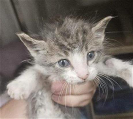 Adoptable Cat