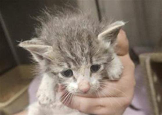 Adoptable Cat