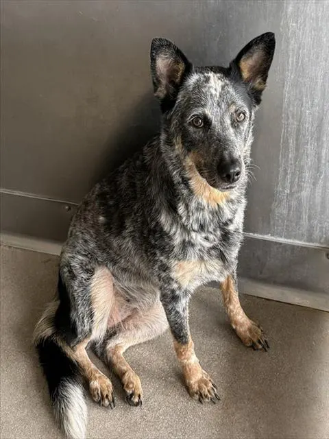 Piper