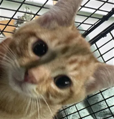 Adoptable Cat