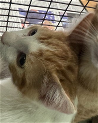 Adoptable Cat