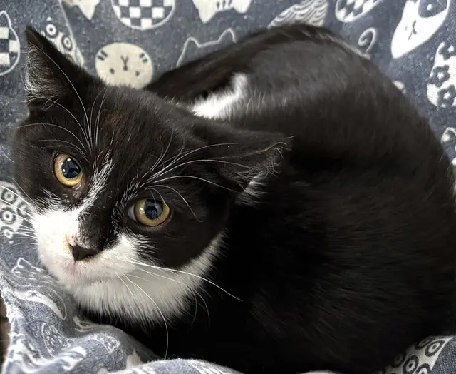 Sweet Pea